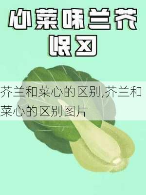 芥兰和菜心的区别,芥兰和菜心的区别图片