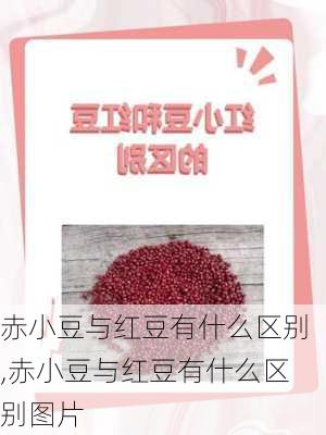 赤小豆与红豆有什么区别,赤小豆与红豆有什么区别图片